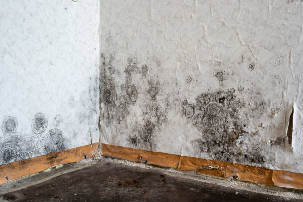 Best Crawl Space Mold Removal  in Rolesville, NC